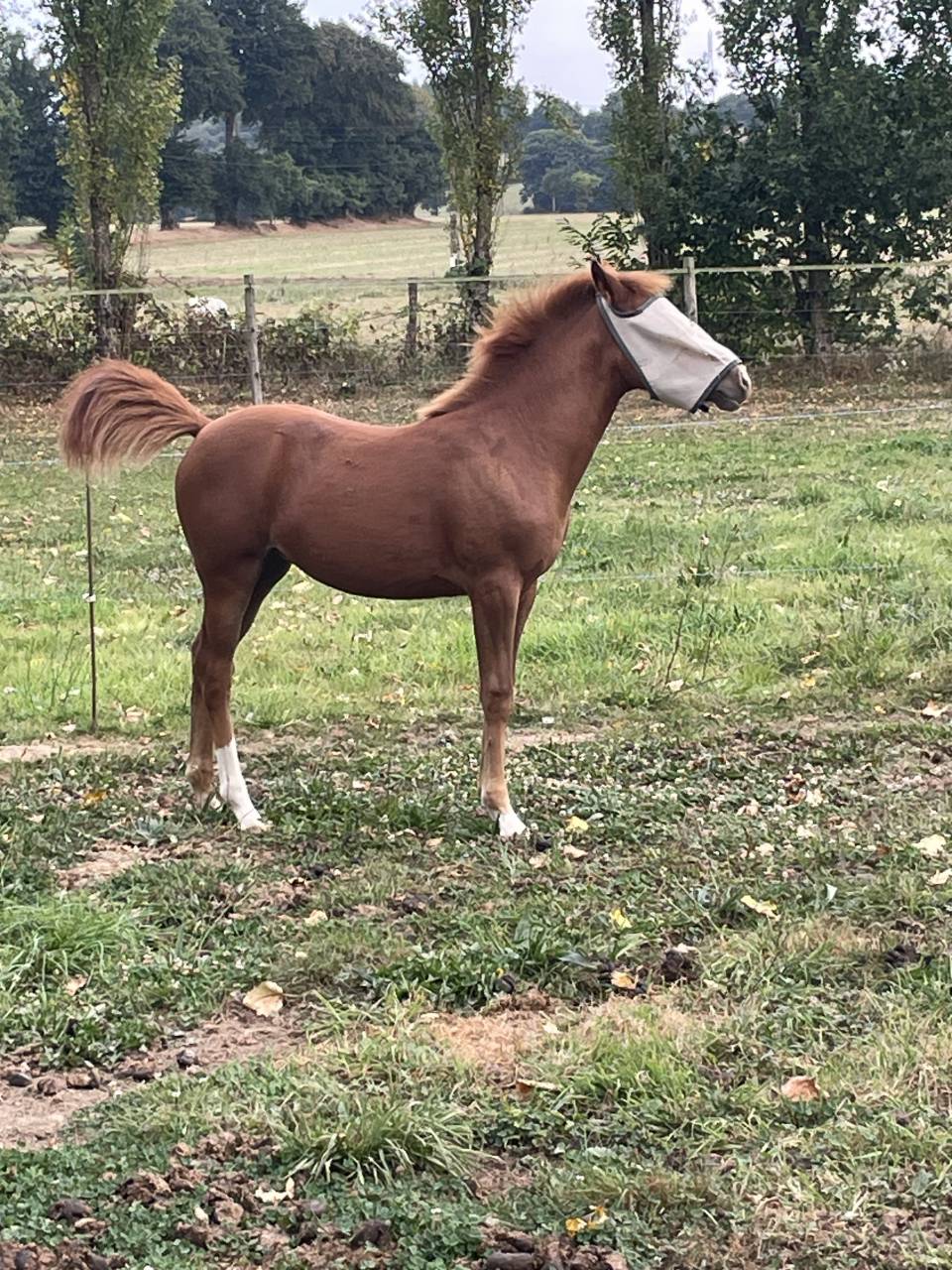 Filly French Saddle Pony For sale 2025 Chesnut