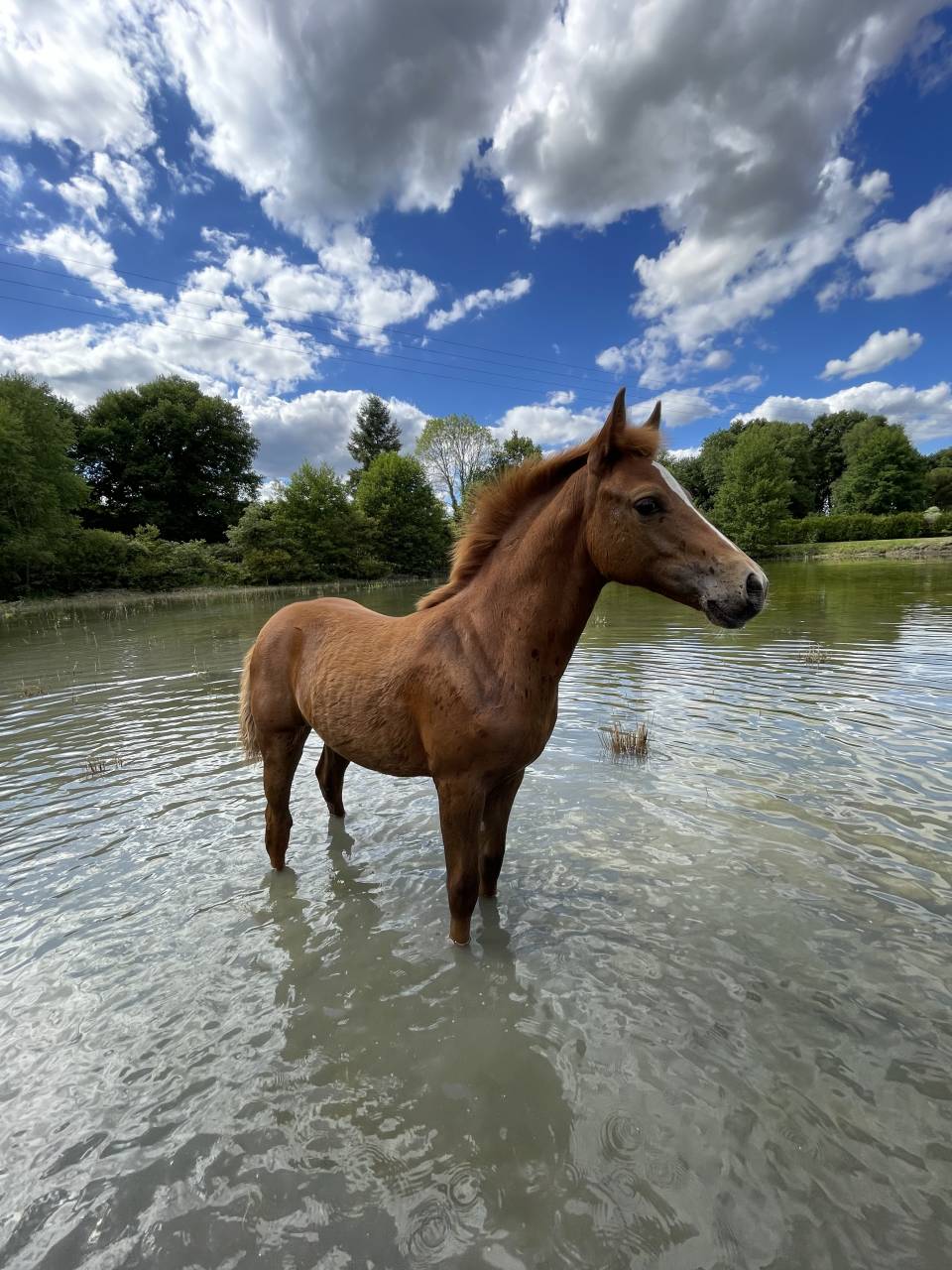 Filly French Saddle Pony For sale 2025 Chesnut