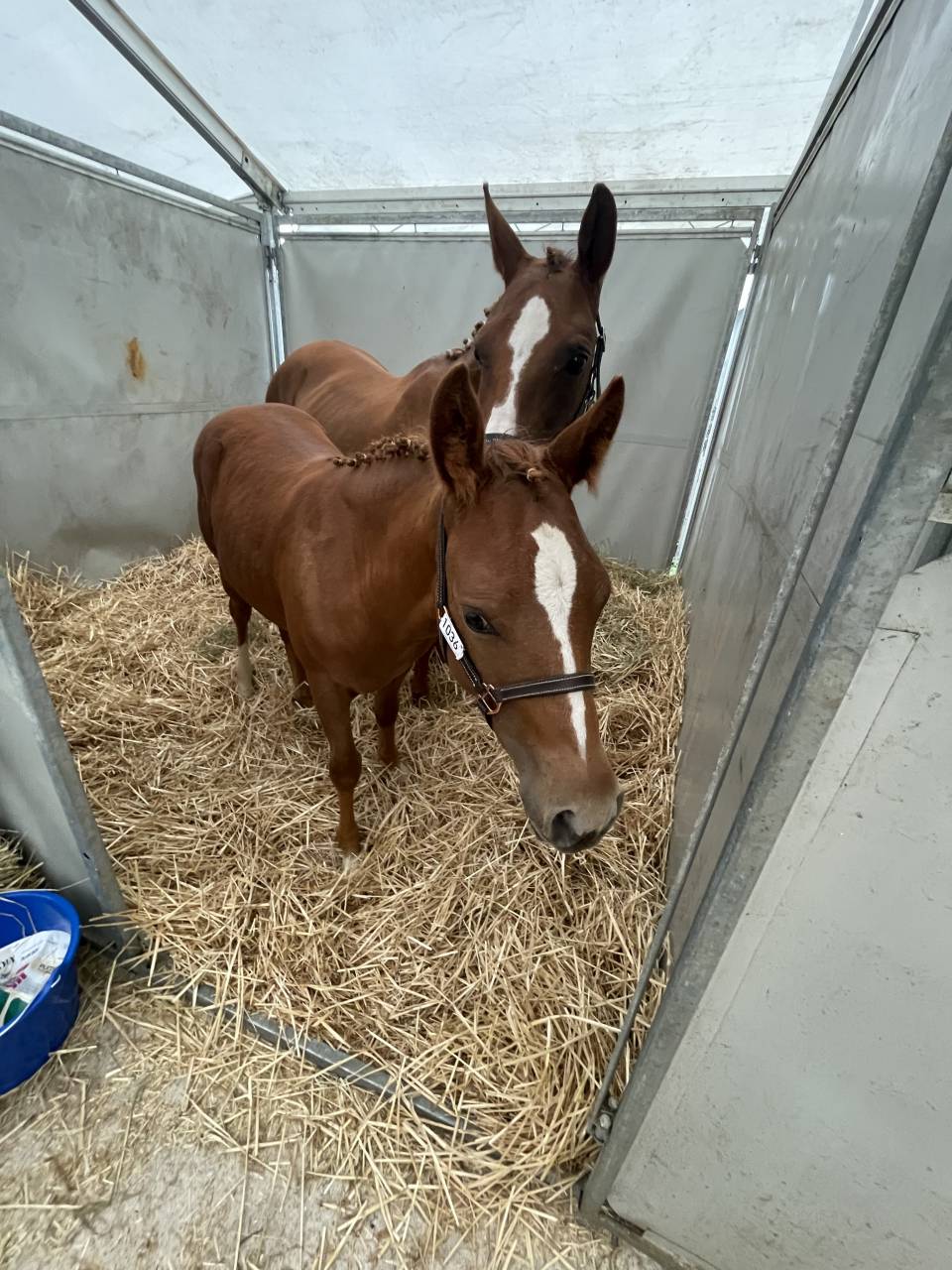 Filly French Saddle Pony For sale 2025 Chesnut