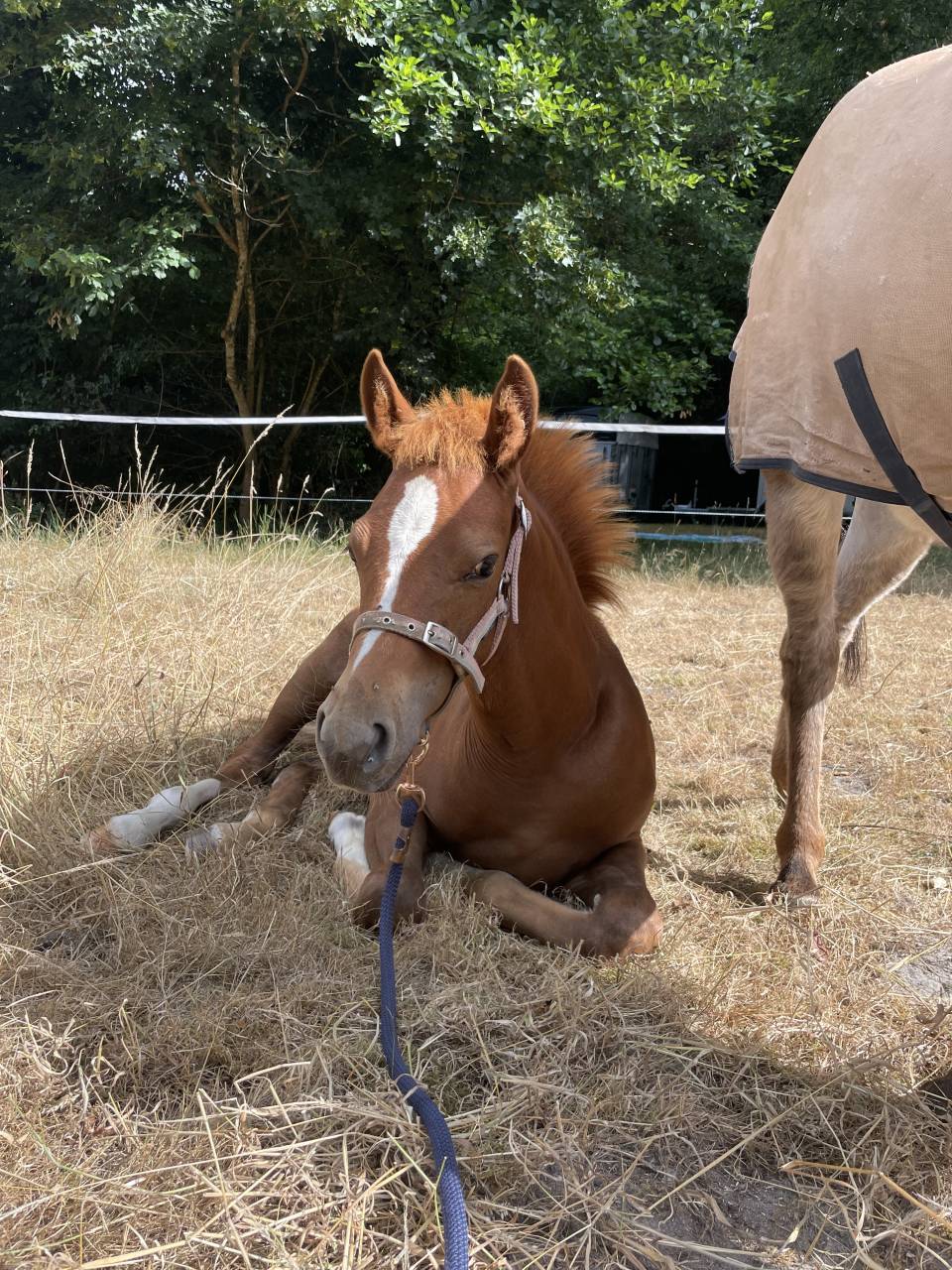 Filly French Saddle Pony For sale 2025 Chesnut