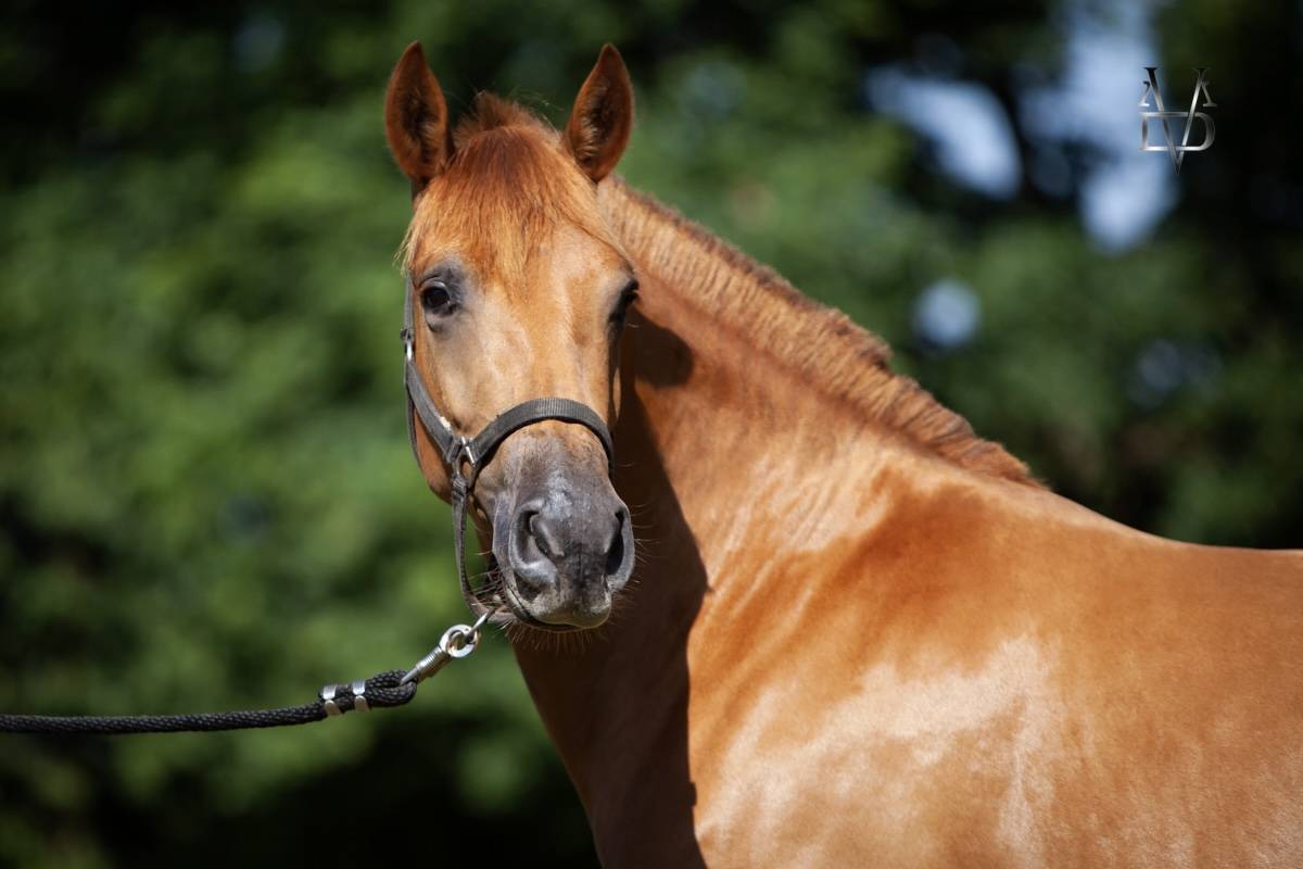 Mare PRE Pure Spanish Bred For sale 2022 Chesnut