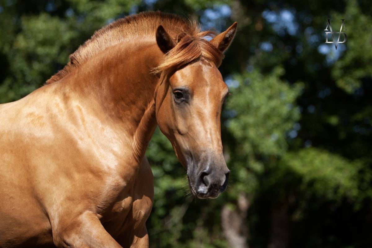 Mare PRE Pure Spanish Bred For sale 2022 Chesnut