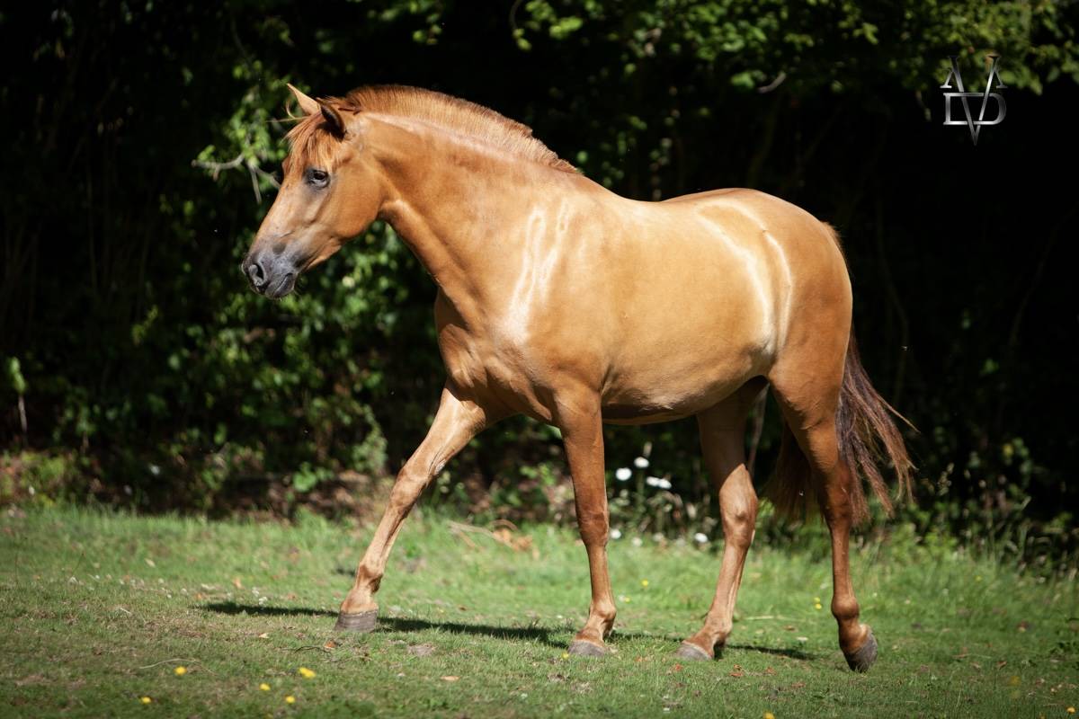 Mare PRE Pure Spanish Bred For sale 2022 Chesnut
