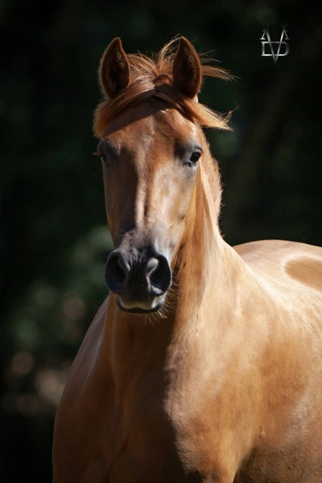 Mare PRE Pure Spanish Bred For sale 2022 Chesnut