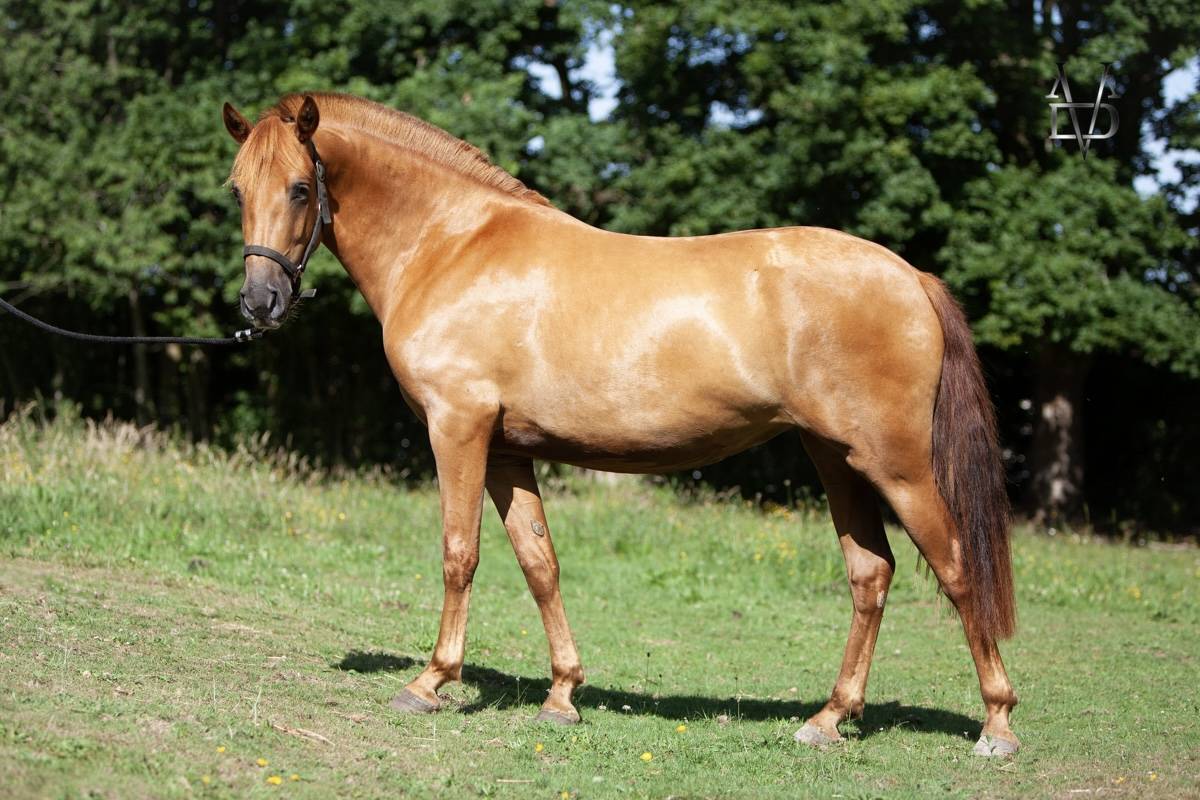 Mare PRE Pure Spanish Bred For sale 2022 Chesnut