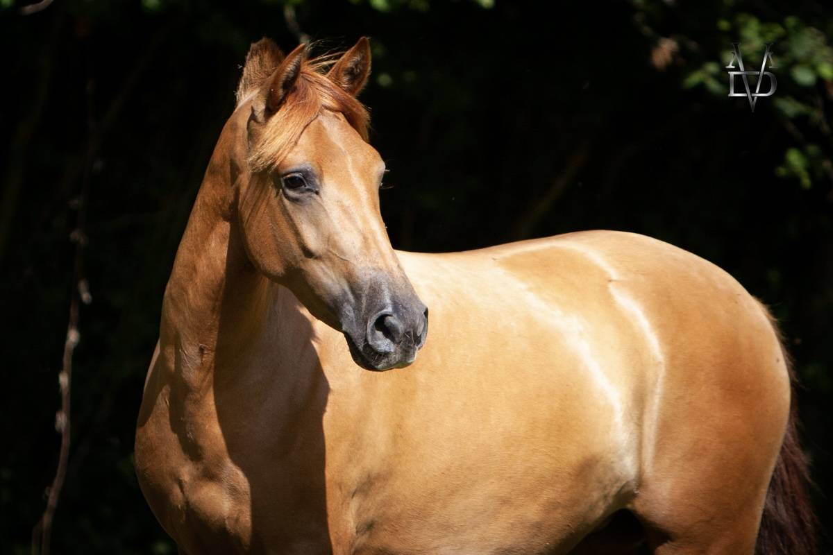 Mare PRE Pure Spanish Bred For sale 2022 Chesnut