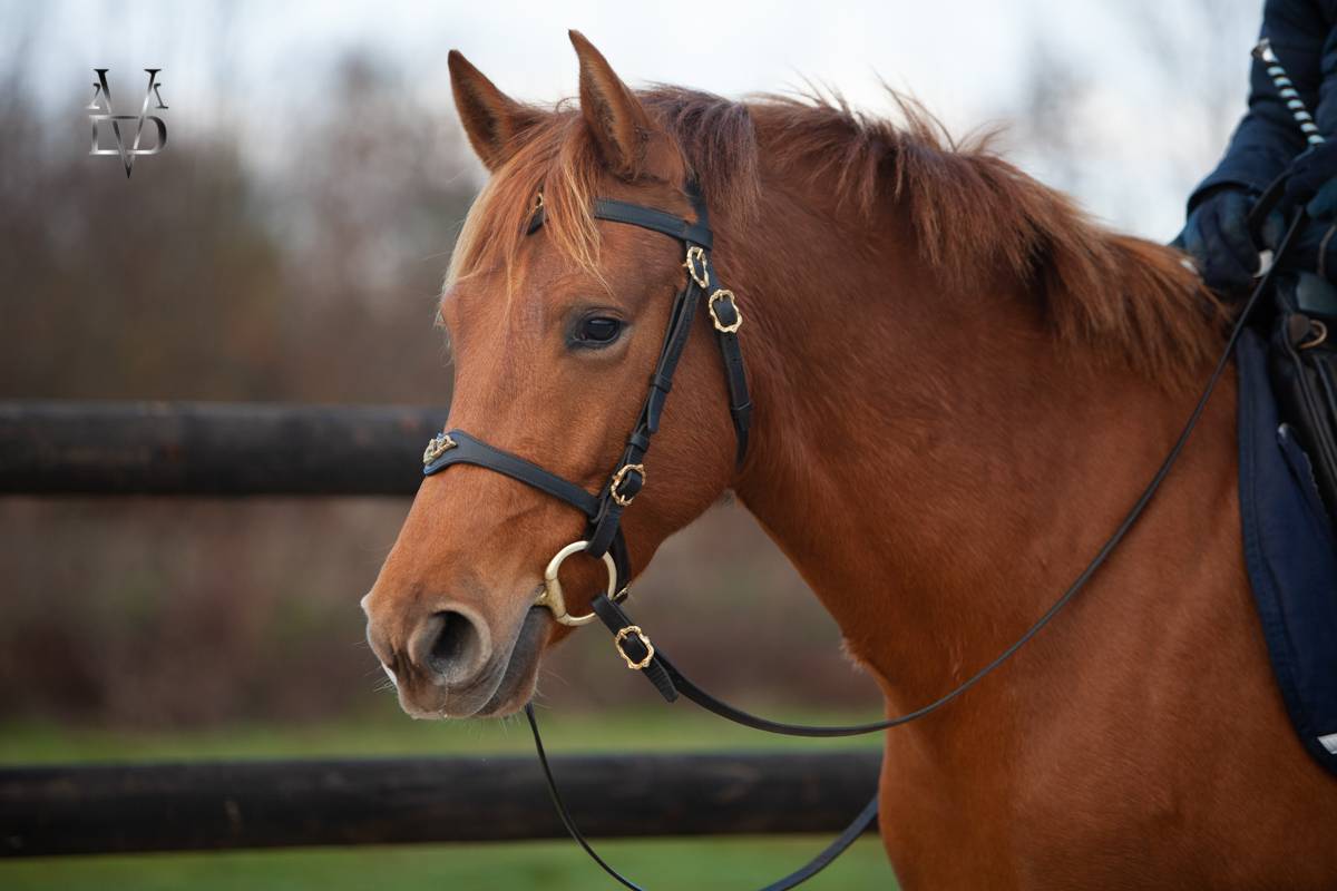 Mare PRE Pure Spanish Bred For sale 2022 Chesnut