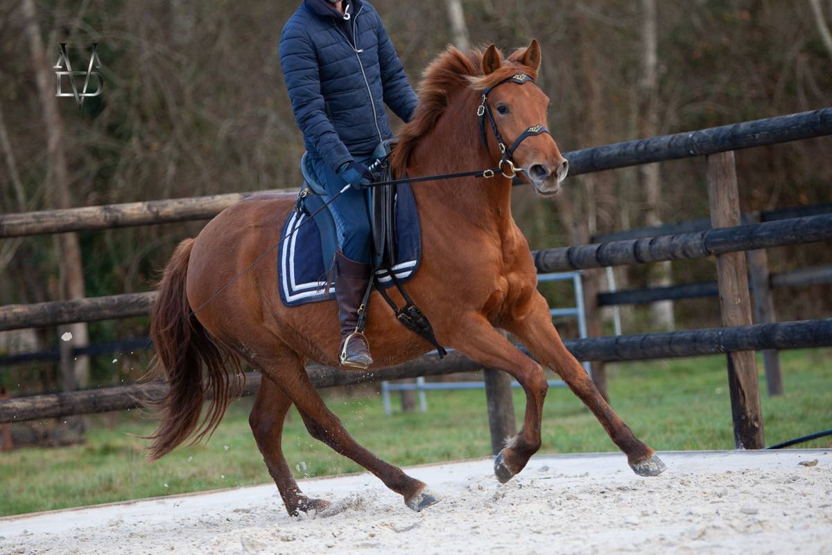 Mare PRE Pure Spanish Bred For sale 2022 Chesnut