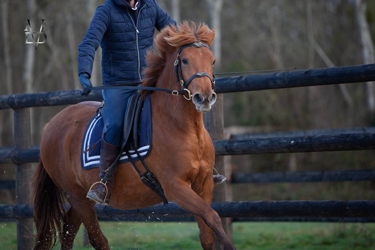 Mare PRE Pure Spanish Bred For sale 2022 Chesnut