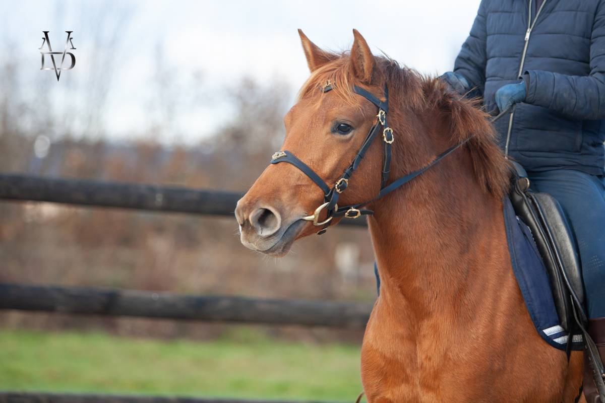 Mare PRE Pure Spanish Bred For sale 2022 Chesnut