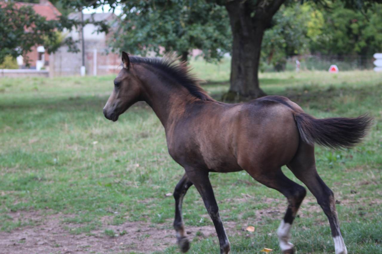 Colt French Saddle Pony For sale 2025 Buckskin