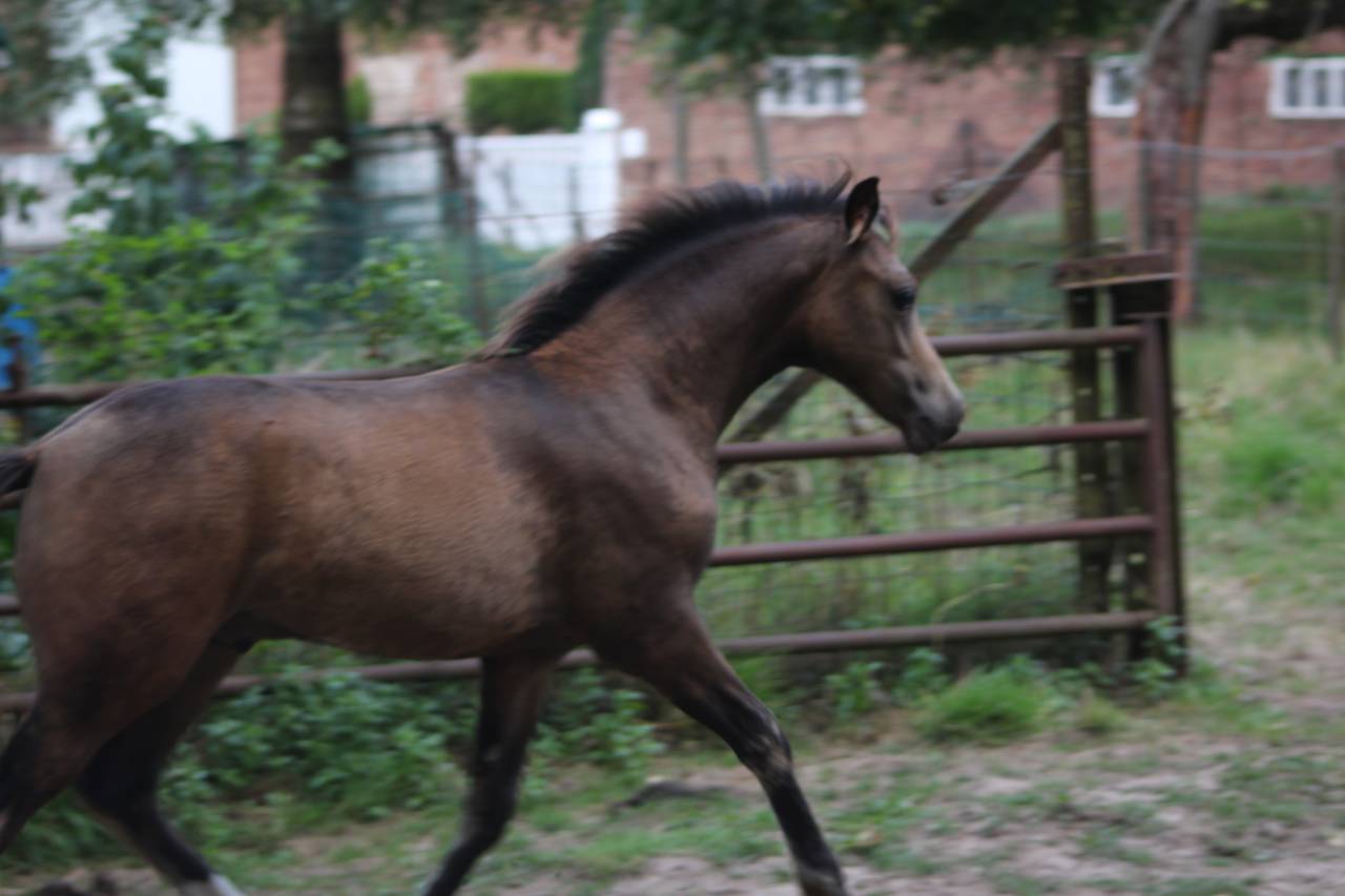Colt French Saddle Pony For sale 2025 Buckskin