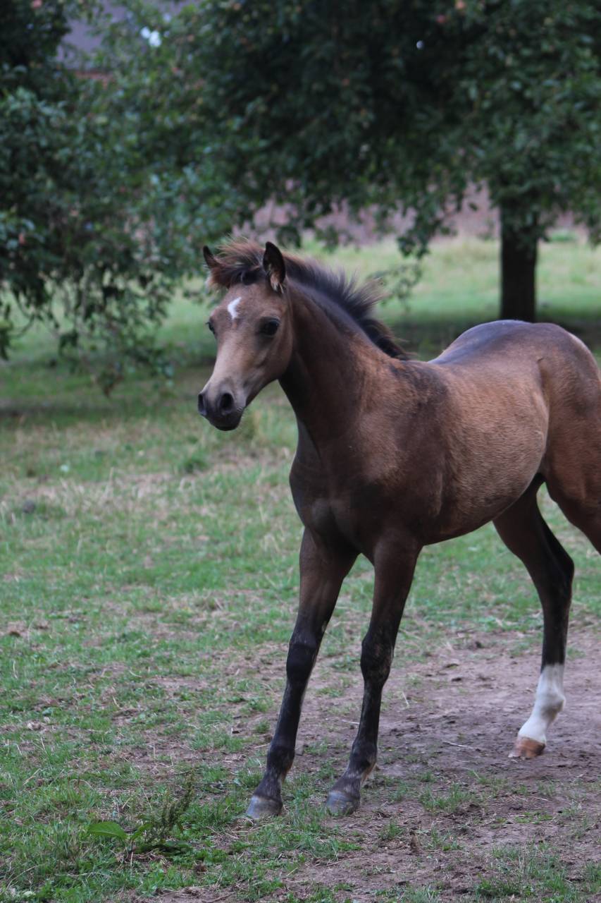 Colt French Saddle Pony For sale 2025 Buckskin