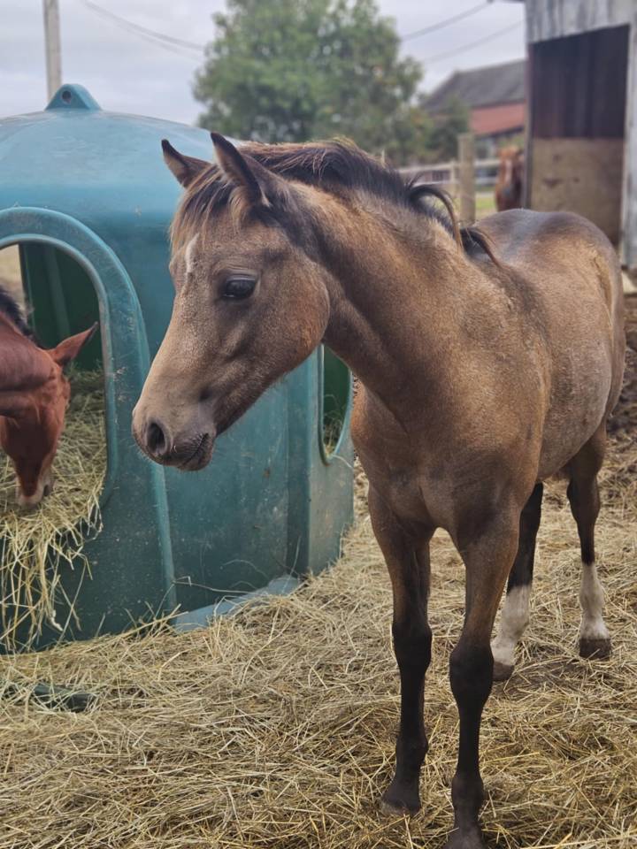 Colt French Saddle Pony For sale 2025 Buckskin
