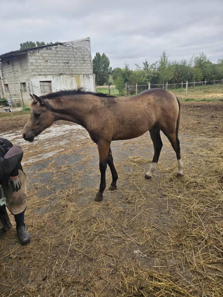 Colt French Saddle Pony For sale 2025 Buckskin