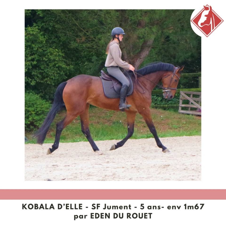 Mare Selle Français For sale 2020 Bay