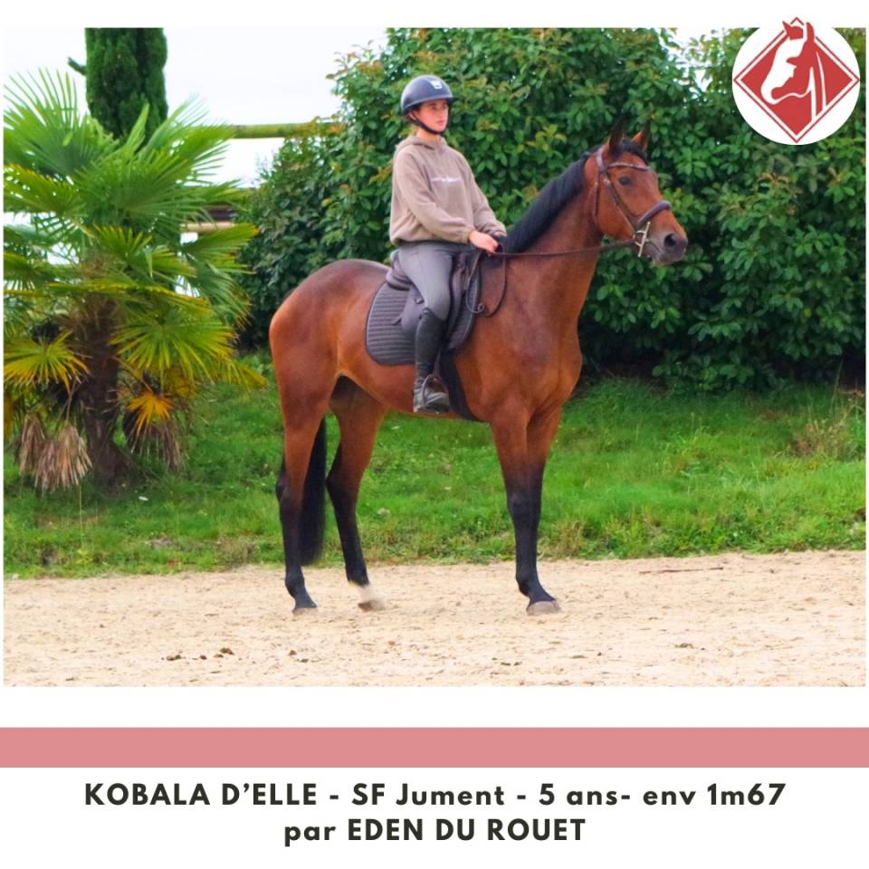 Mare Selle Français For sale 2020 Bay