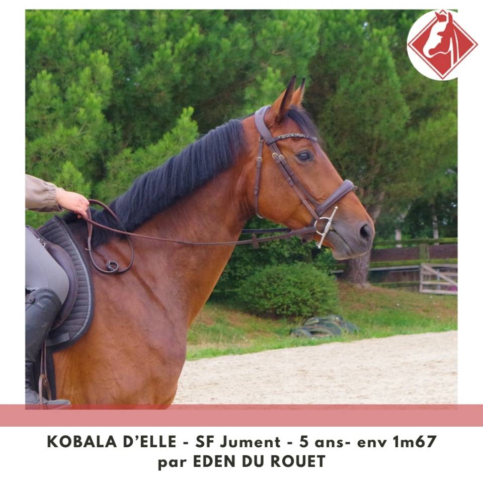 Mare Selle Français For sale 2020 Bay