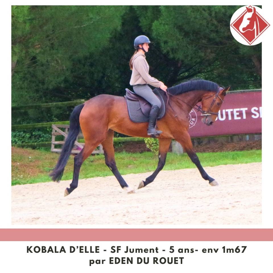 Mare Selle Français For sale 2020 Bay