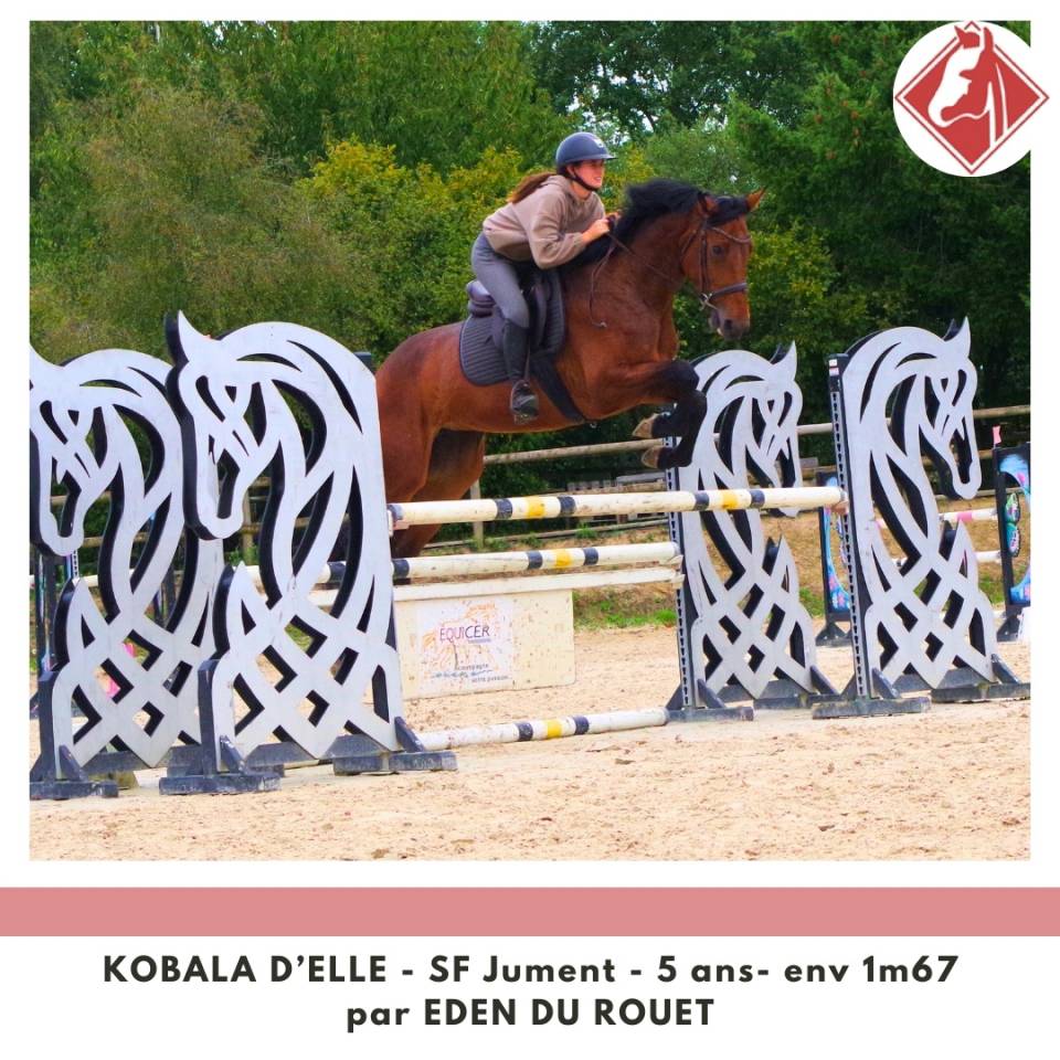 Mare Selle Français For sale 2020 Bay