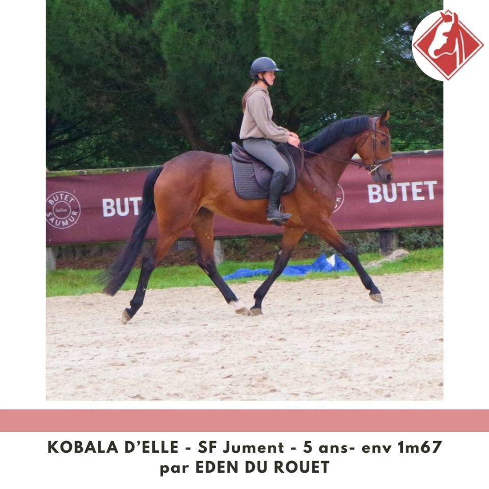 Mare Selle Français For sale 2020 Bay