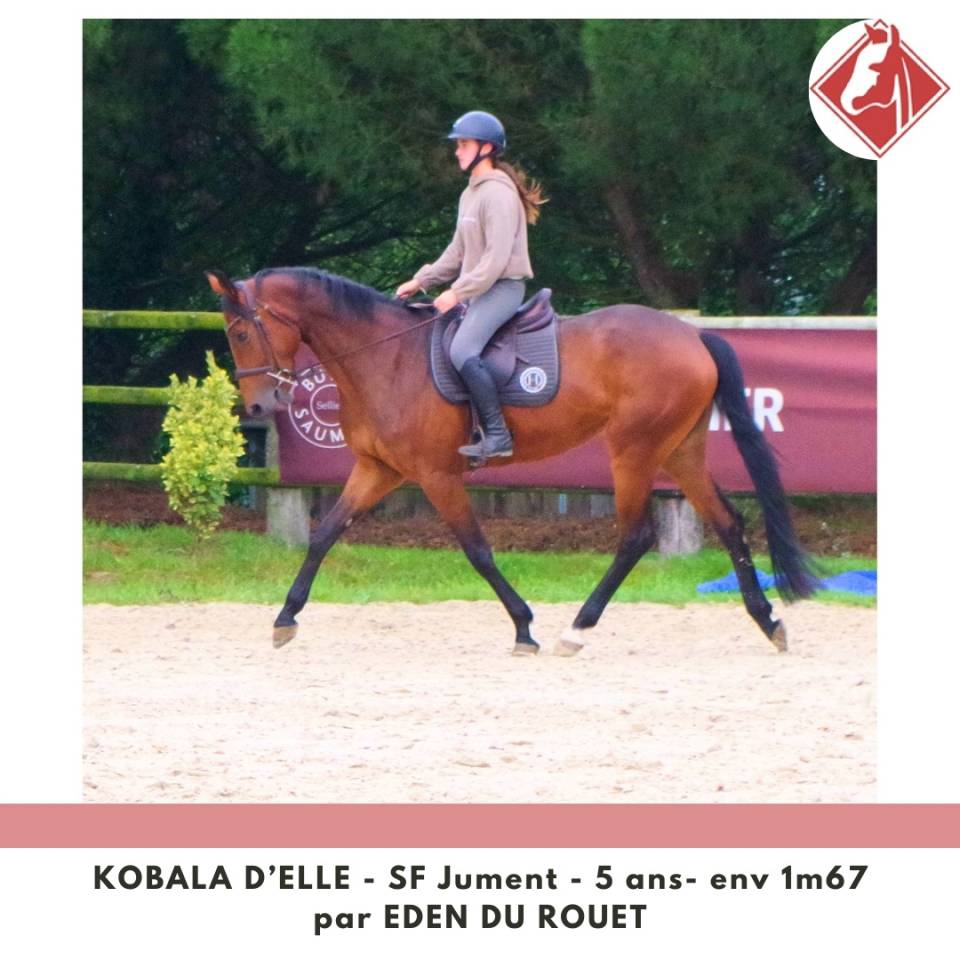 Mare Selle Français For sale 2020 Bay