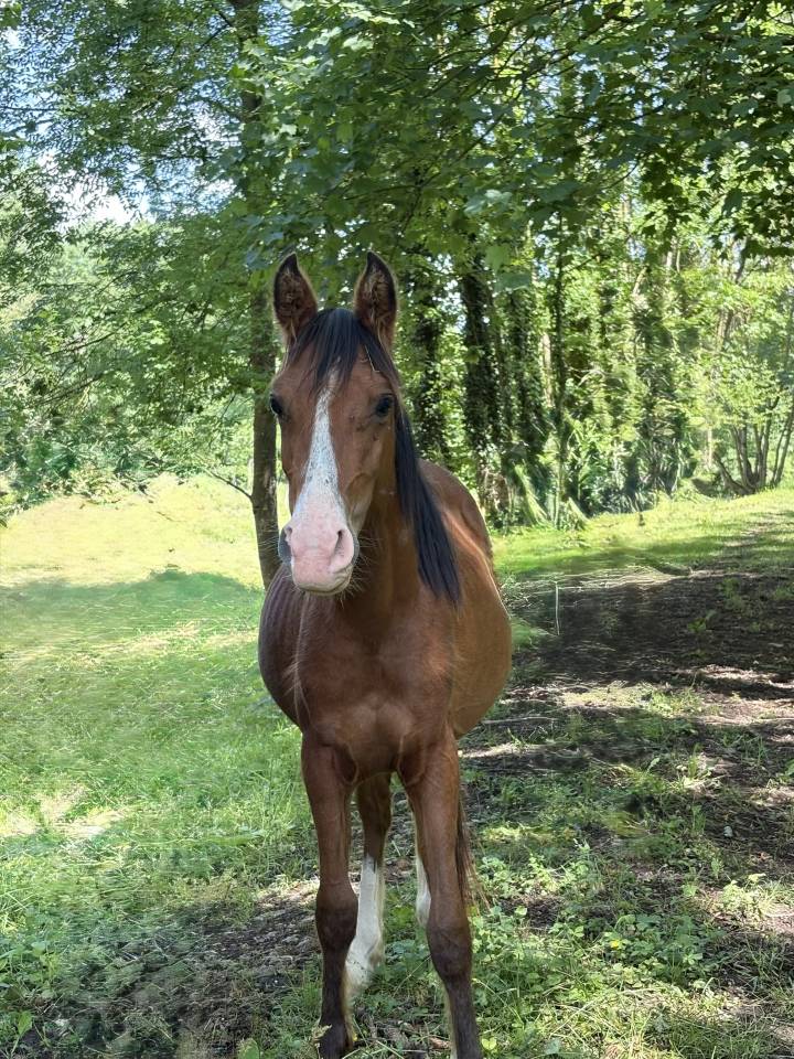 Gelding Other Pony Breed For sale 2023 Bay