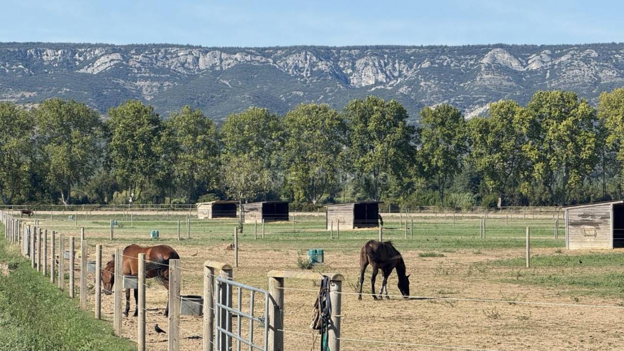 Stud farm  Bouches-du-Rhône
