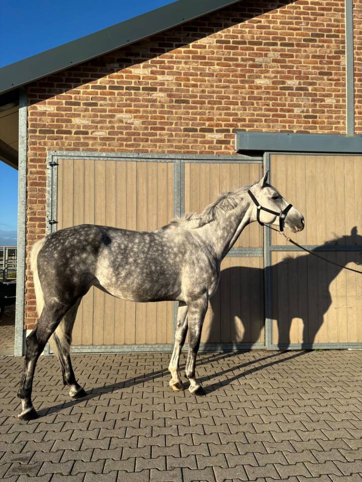 Mare Belgian Half Blood For sale 2017 Grey