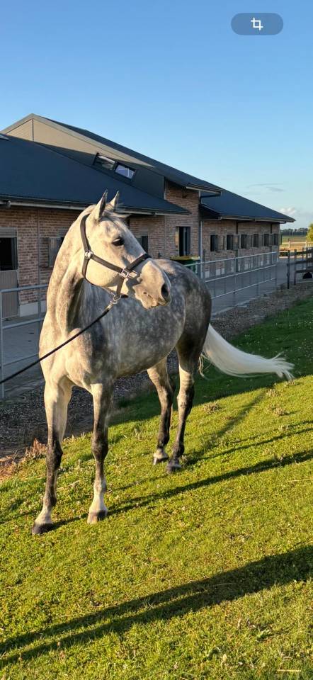 Mare Belgian Half Blood For sale 2017 Grey