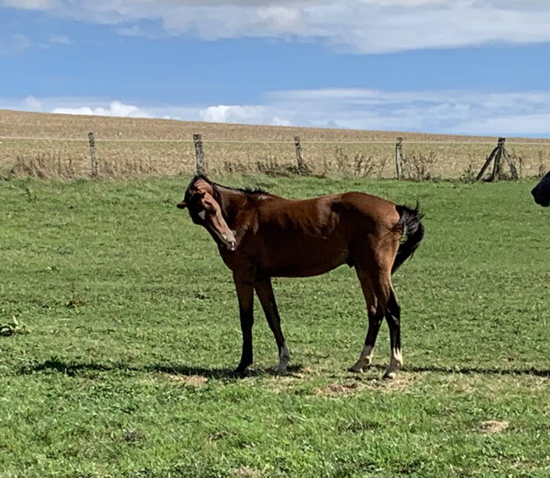 Gelding Selle Français For sale 2023 Bay