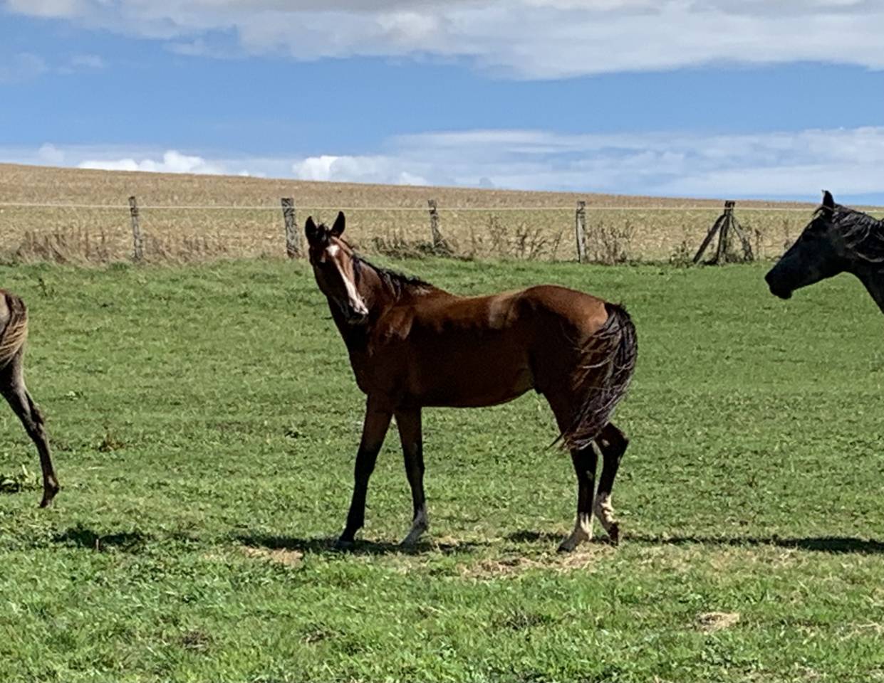 Gelding Selle Français For sale 2023 Bay