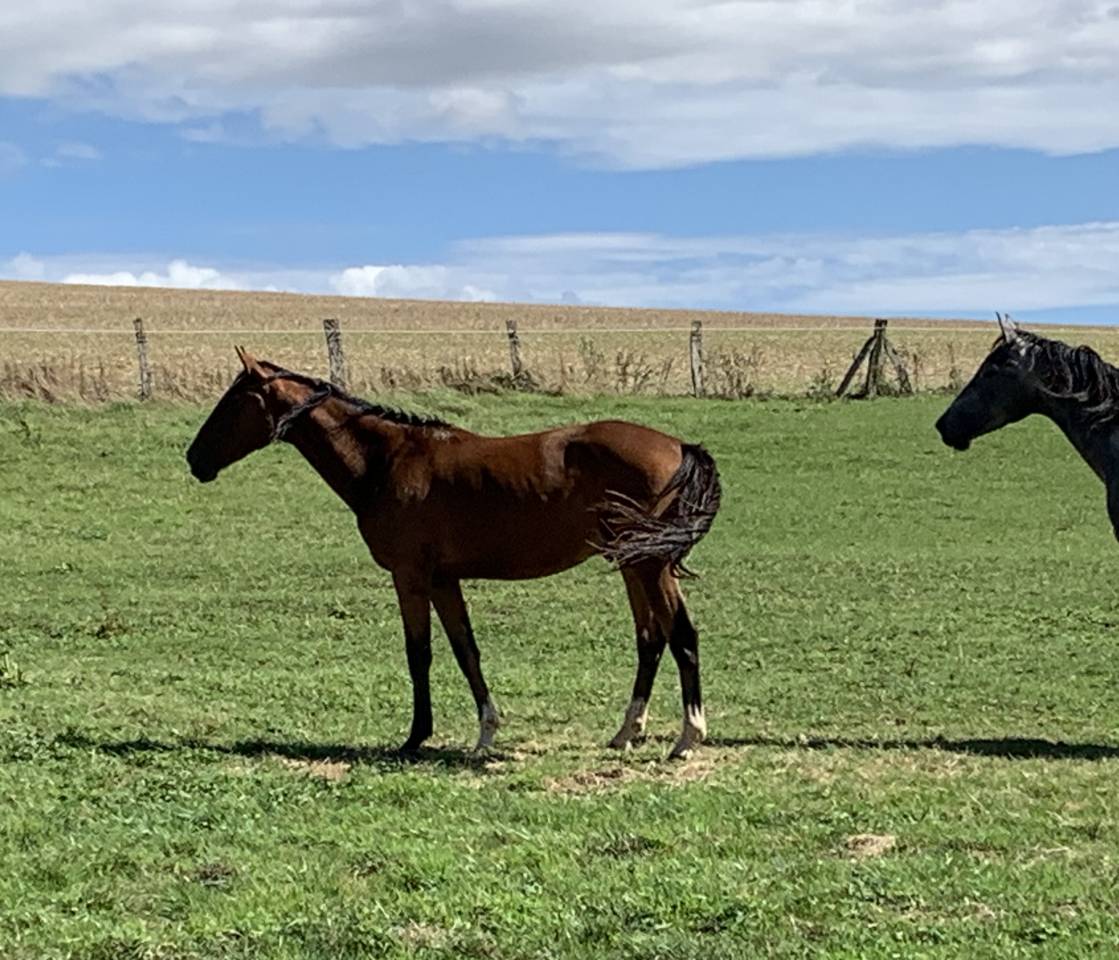 Gelding Selle Français For sale 2023 Bay