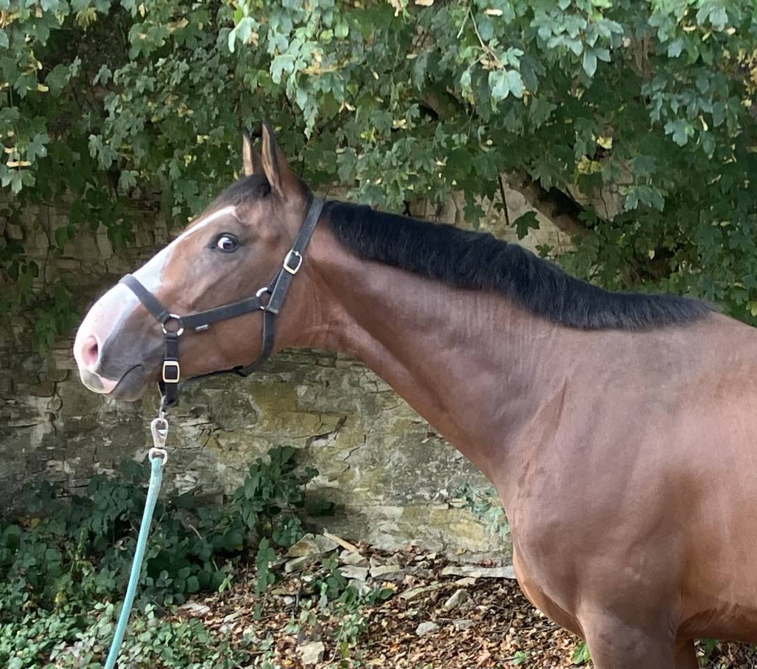 Gelding Selle Français For sale 2020 Bay