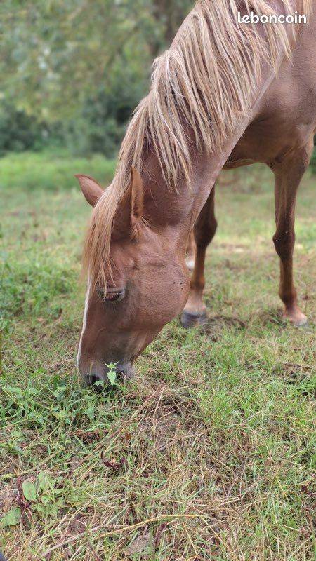 Broodmare French Saddle Pony For sale 2015 Chesnut