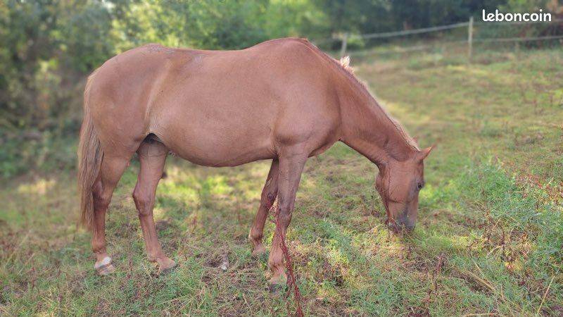 Broodmare French Saddle Pony For sale 2015 Chesnut