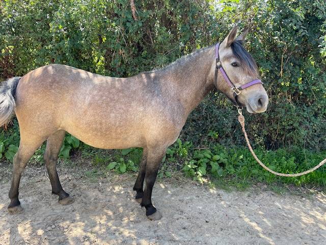 Mare No Origin Recorded For sale 2022 Buckskin