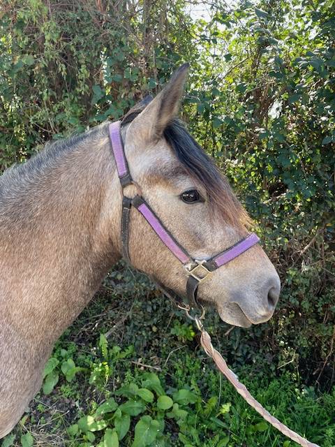 Mare No Origin Recorded For sale 2022 Buckskin