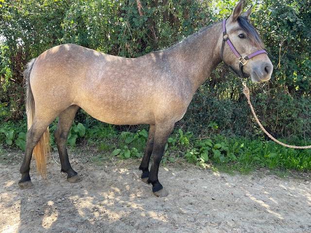 Mare No Origin Recorded For sale 2022 Buckskin