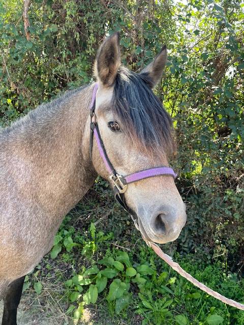 Mare No Origin Recorded For sale 2022 Buckskin