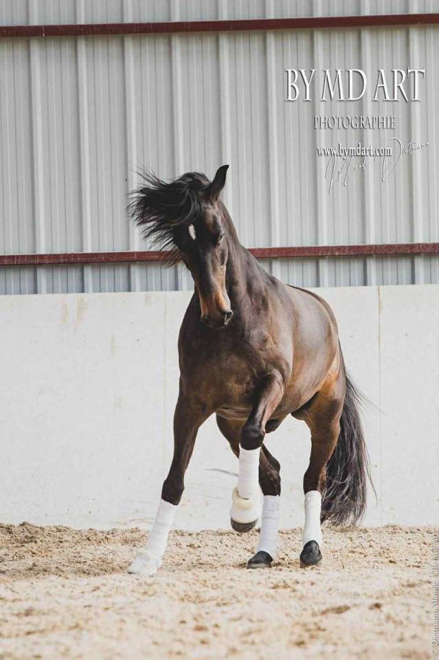 Gelding PRE Pure Spanish Bred For sale 2012 Dark Bay