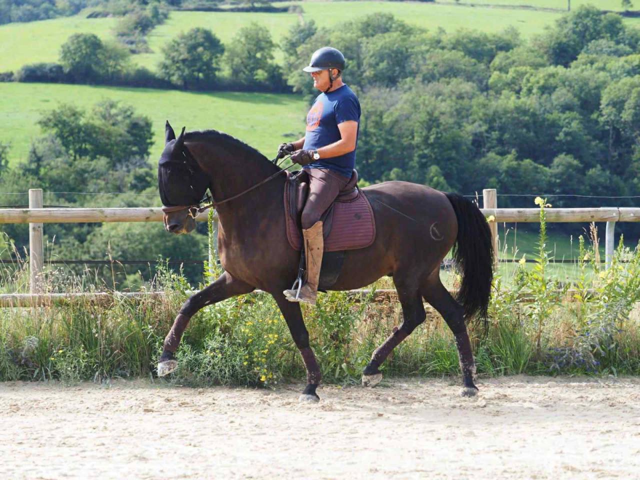Gelding PRE Pure Spanish Bred For sale 2012 Dark Bay