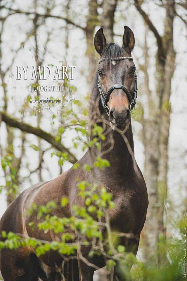 Gelding PRE Pure Spanish Bred For sale 2012 Dark Bay