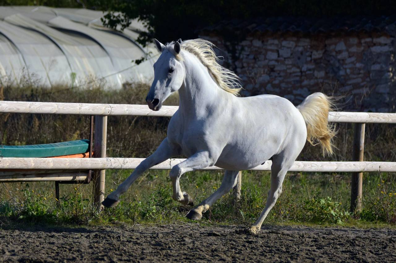 Gelding Lipizzan, Lipizzaner For sale 2018 Grey