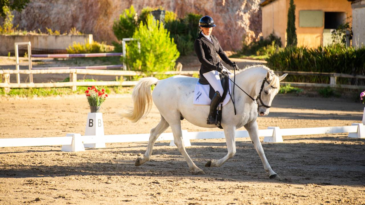 Gelding Lipizzan, Lipizzaner For sale 2018 Grey