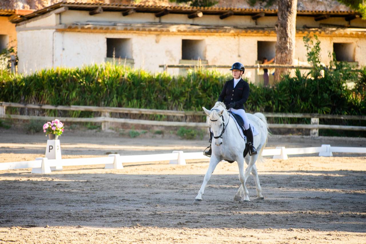 Gelding Lipizzan, Lipizzaner For sale 2018 Grey