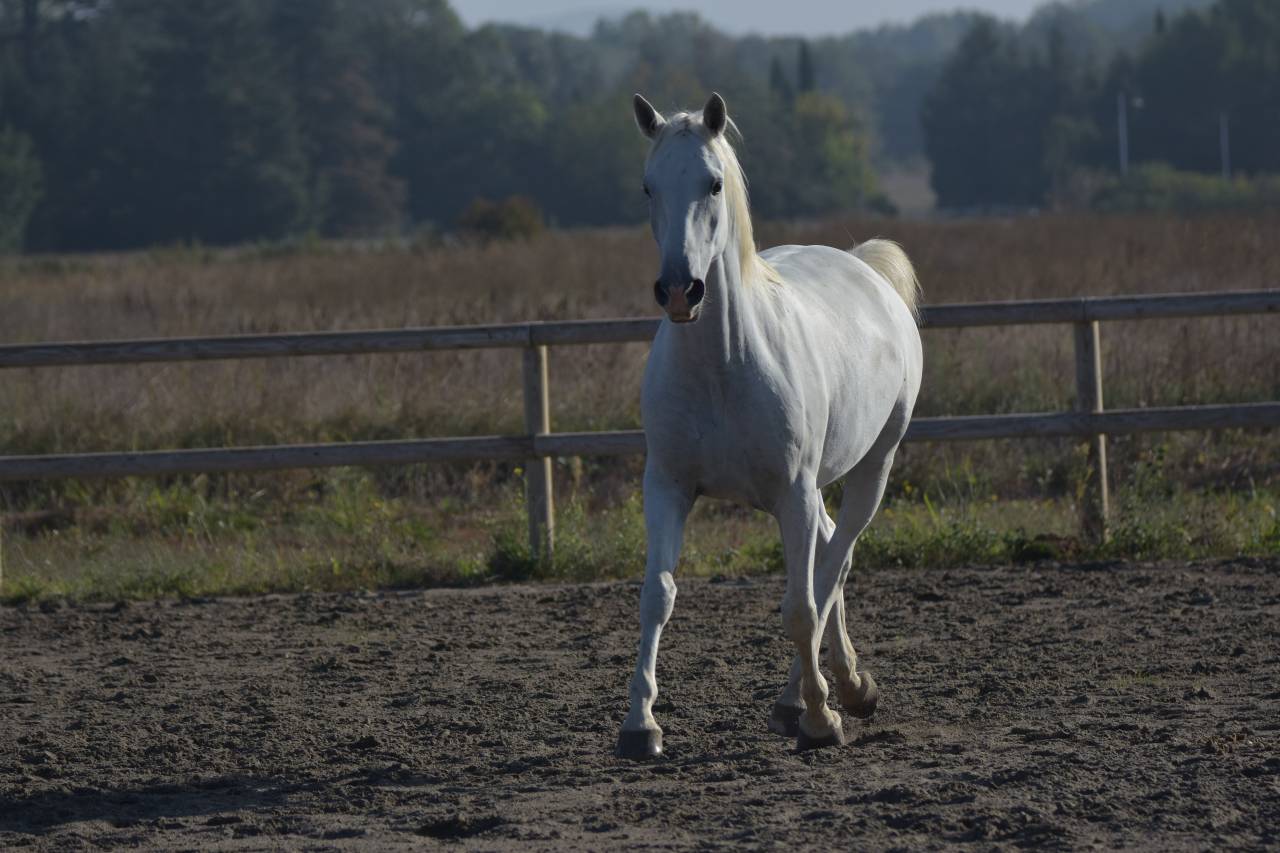 Gelding Lipizzan, Lipizzaner For sale 2018 Grey