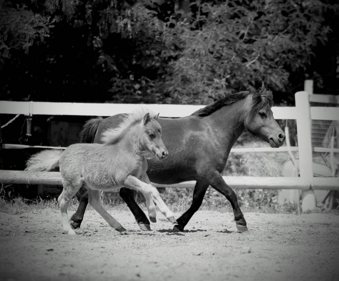 Colt No Origin Recorded For sale 2025 Silver dapple