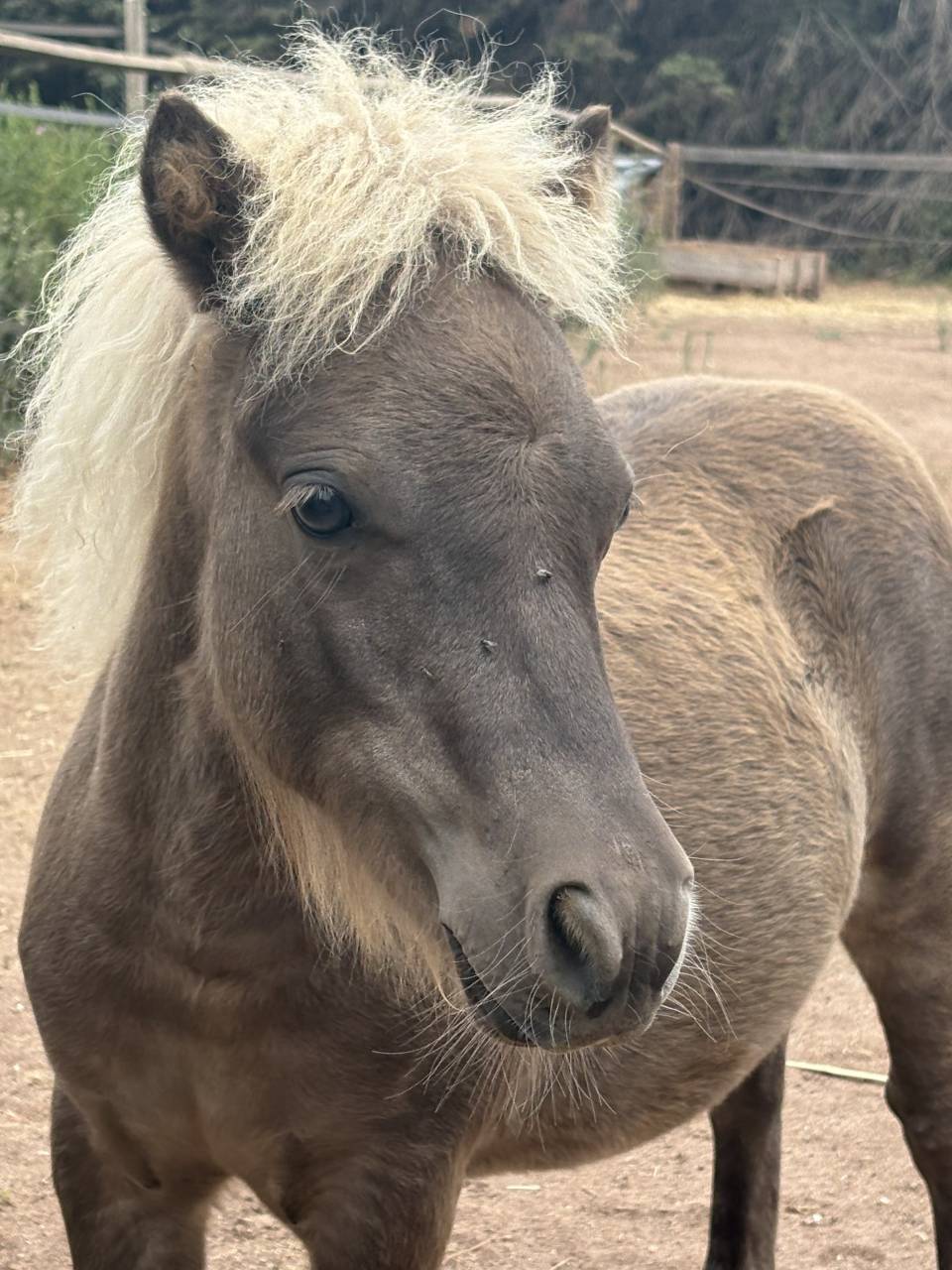 Colt No Origin Recorded For sale 2025 Silver dapple