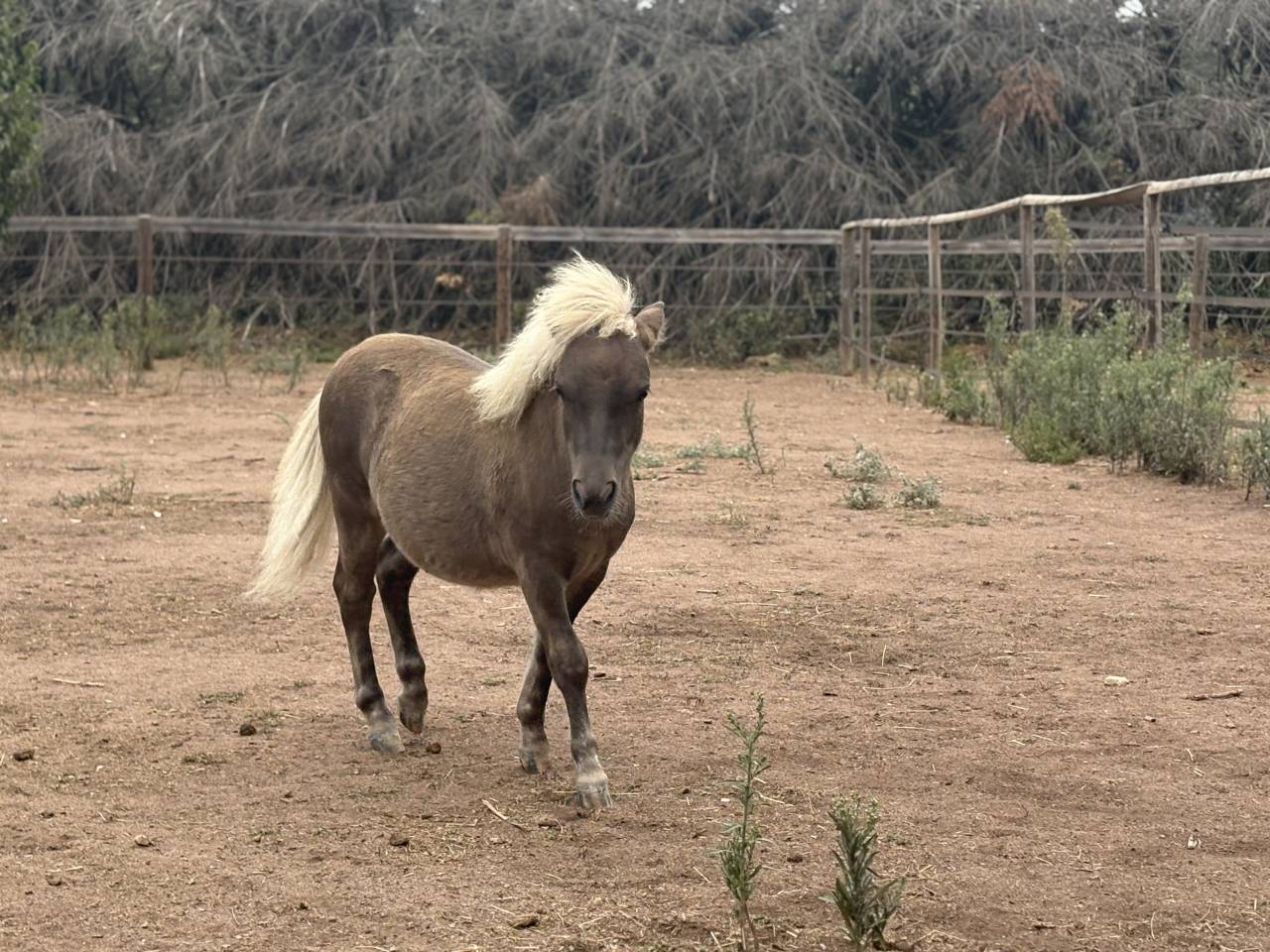 Colt No Origin Recorded For sale 2025 Silver dapple